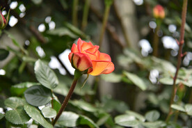 月季花