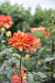 月季花