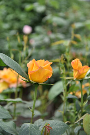 月季花