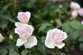 月季花