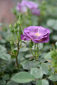 月季花