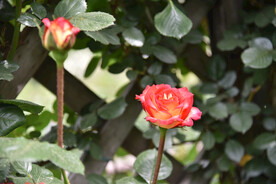 月季花