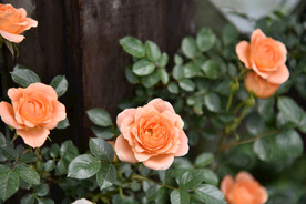 月季花