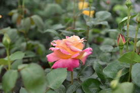 月季花