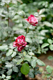 月季花