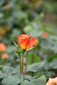 月季花