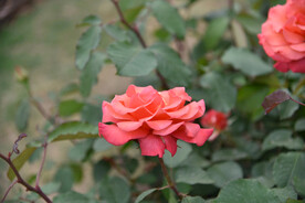 月季花