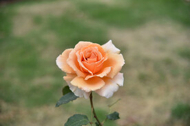 月季花