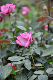 月季花