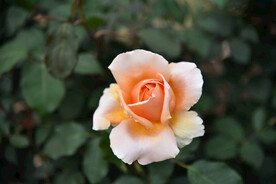 月季花