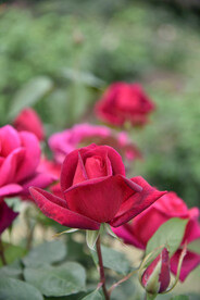 月季花