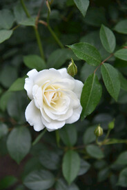 月季花