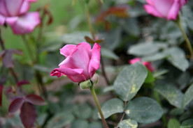 月季花
