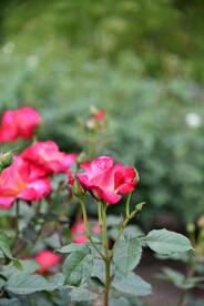 月季花