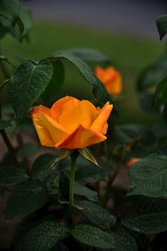 月季花