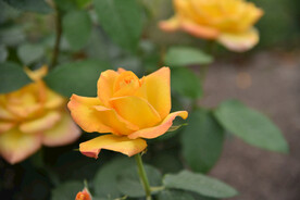 月季花