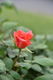 月季花