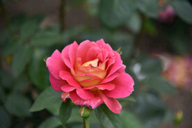 月季花