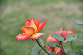 月季花