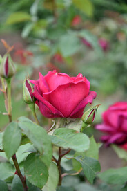 月季花