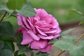 月季花