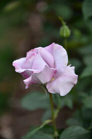 月季花