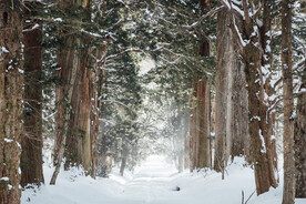 雪地松林