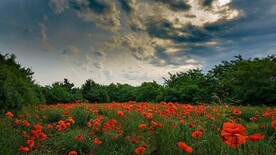 丽春花
