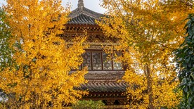 树叶黄了