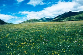春天里百花开