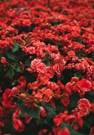 月季花