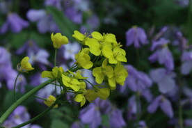 油菜花 