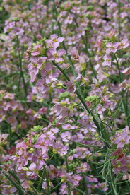 油菜花