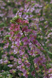 油菜花 