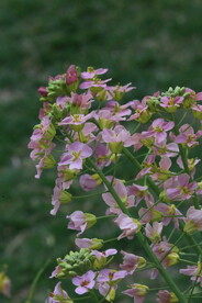 油菜花 