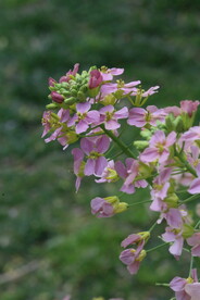 油菜花