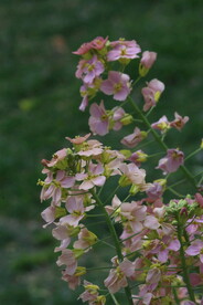 油菜花