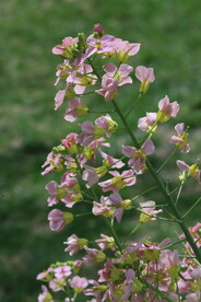 油菜花 