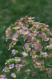 油菜花