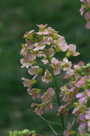 油菜花 