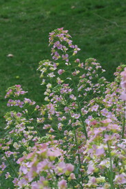 油菜花