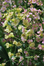 油菜花