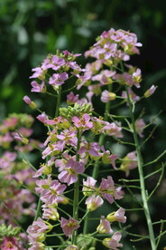 油菜花 