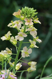 油菜花 