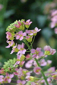 油菜花 
