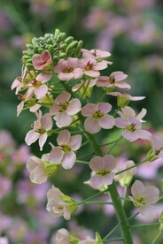 油菜花 