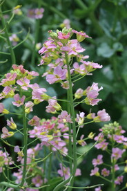 油菜花 