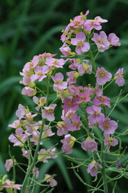 油菜花