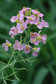 油菜花