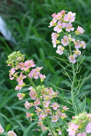油菜花